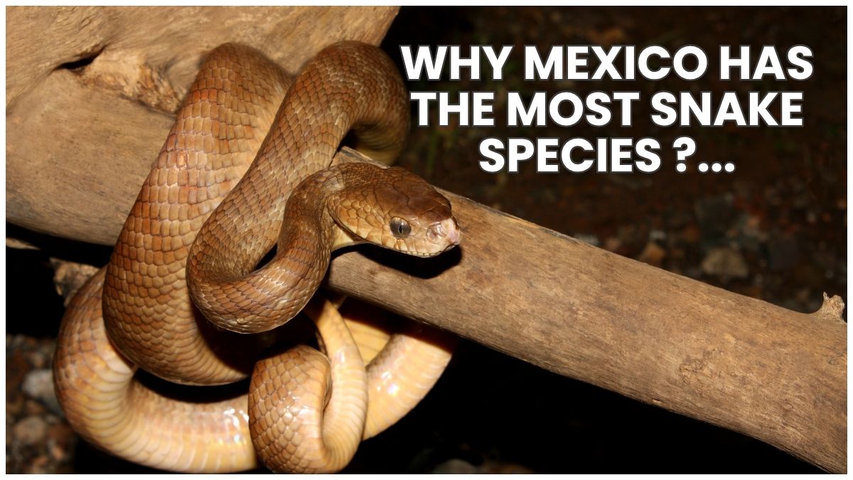 Why Mexico Has the Most Snake Species in the World