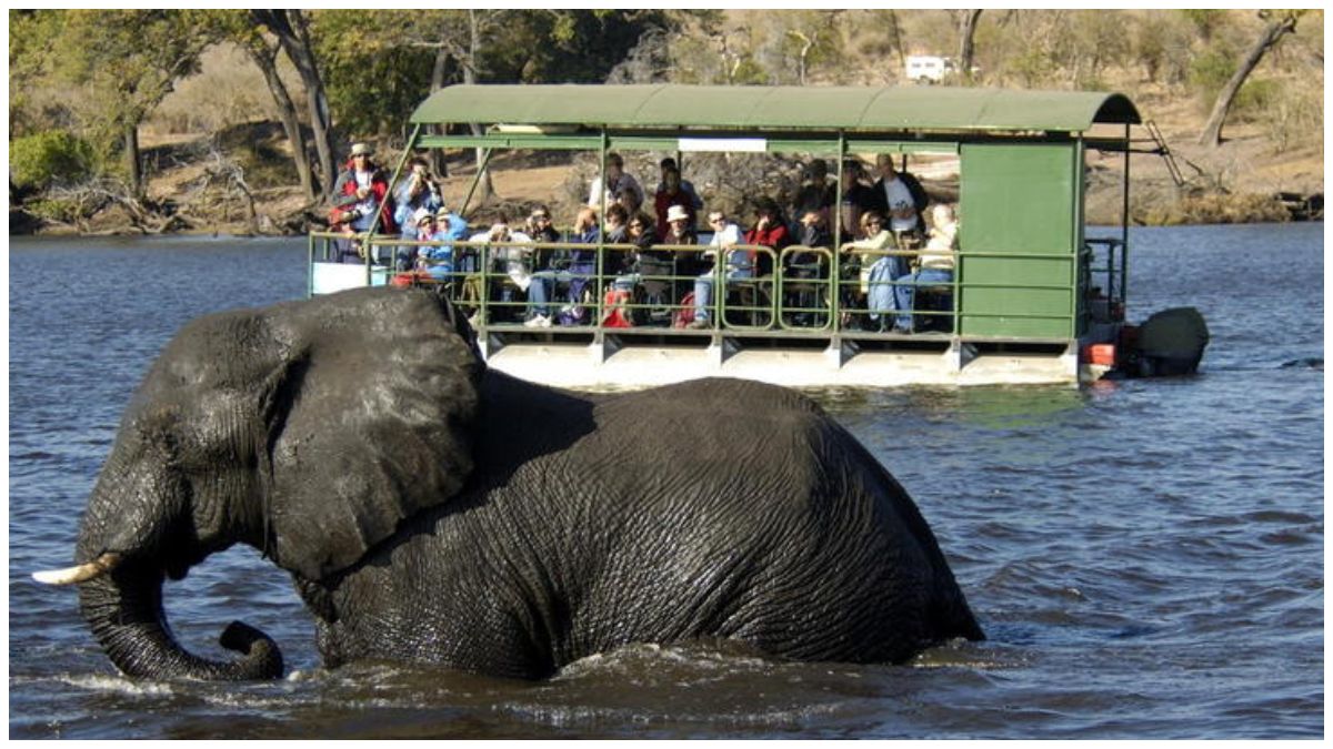 5 Rivers Around the World That Offer Incredible Wildlife Safaris