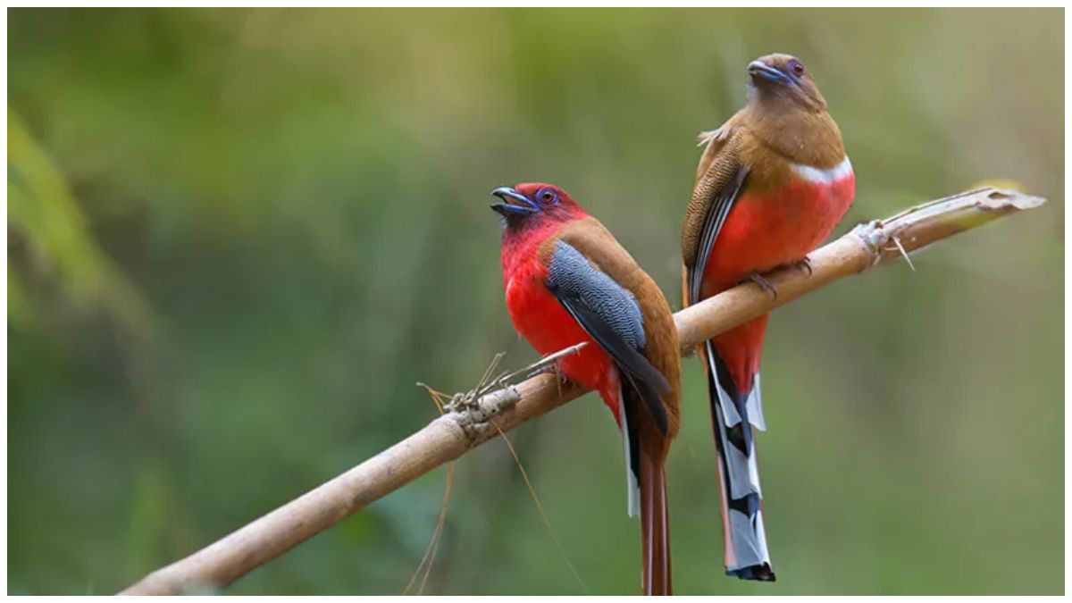 Birdwatching in Maharashtra: 5 Sanctuaries You Shouldn’t Miss