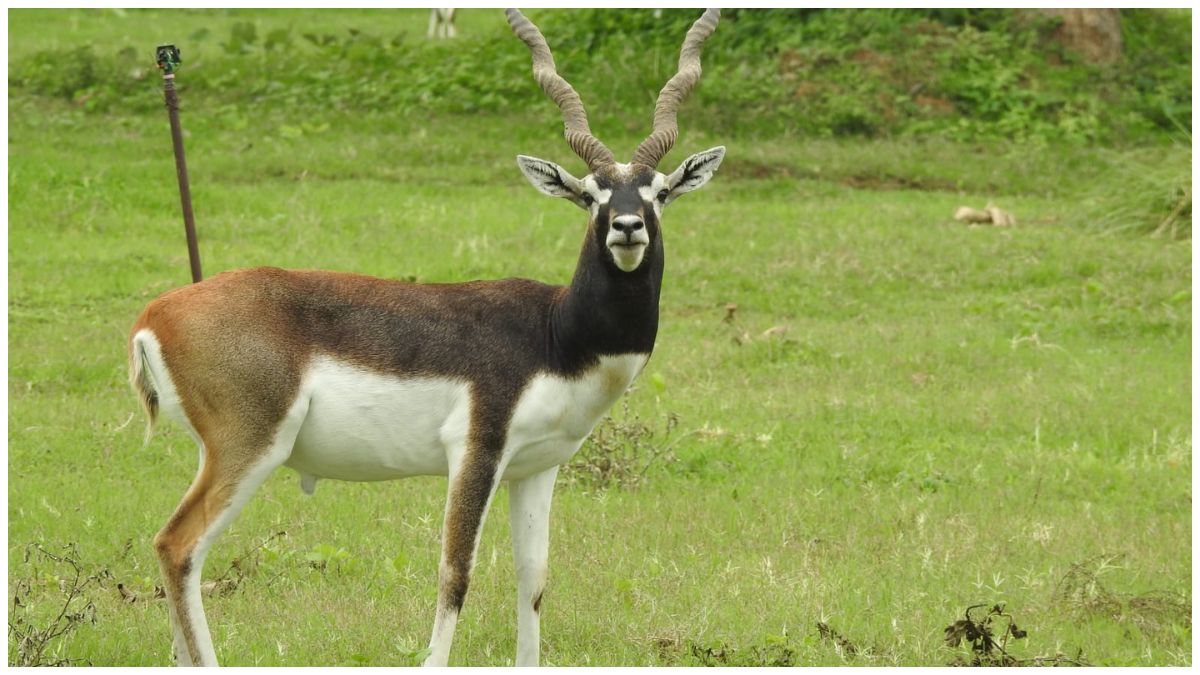Baranwapara Wildlife Sanctuary Reopens for Tourists with Upgraded Eco-Tourism Facilities