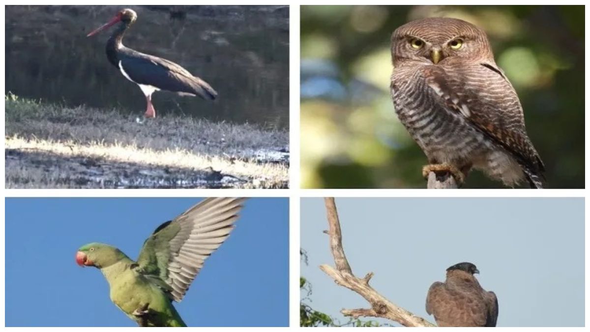 बारनवापारा बर्डिंग महाकुंभ : 200 से अधिक पक्षी प्रजातियों का रिकॉर्ड