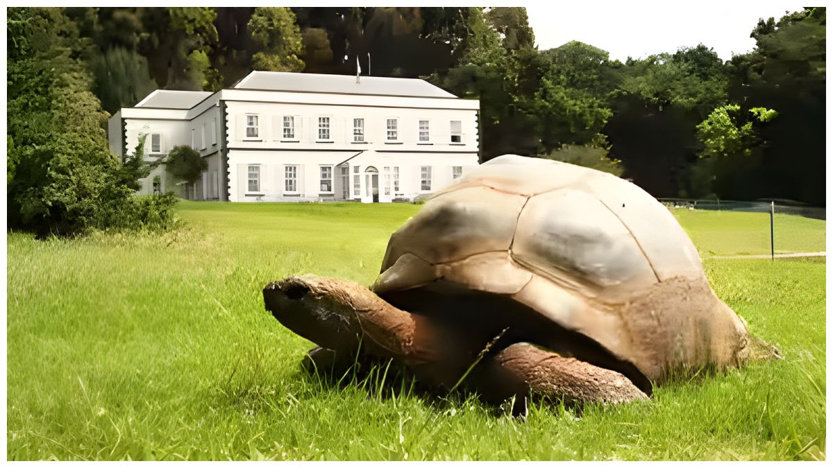 Meet Jonathan: The World’s Oldest Living Land Animal at Nearly 200 Years