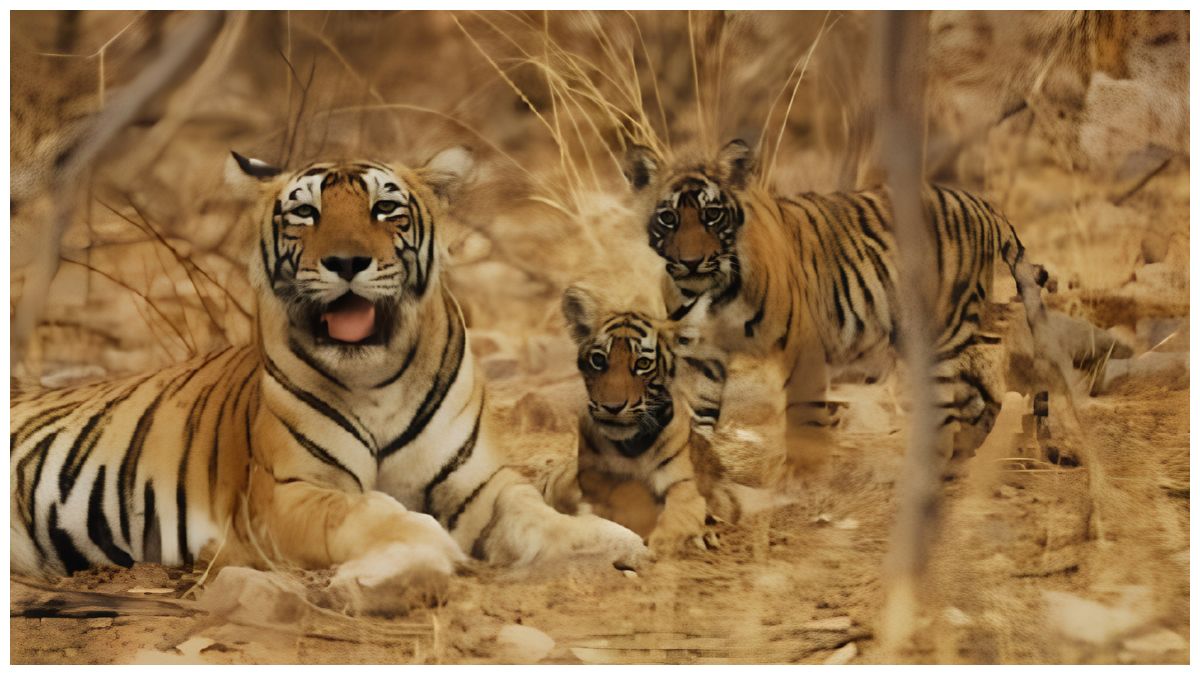 30 साल बाद इंद्रावती के जंगलों में पर्यटन की तैयारी, जनवरी तक शुरू होगी सफारी; जानें क्या-क्या बदलेगा