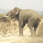 Asian_Elephant_in_Corbett_National_Park