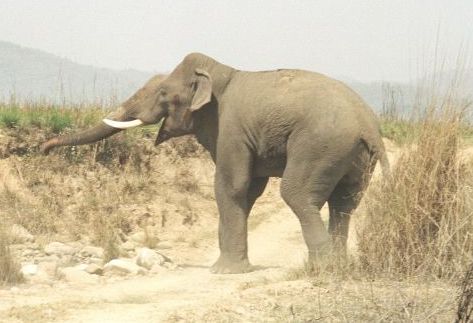 Asian_Elephant_in_Corbett_National_Park
