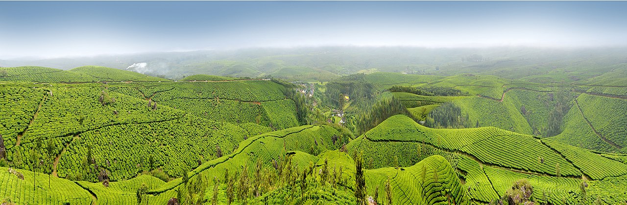 Hill View (Munnar - Kerala)