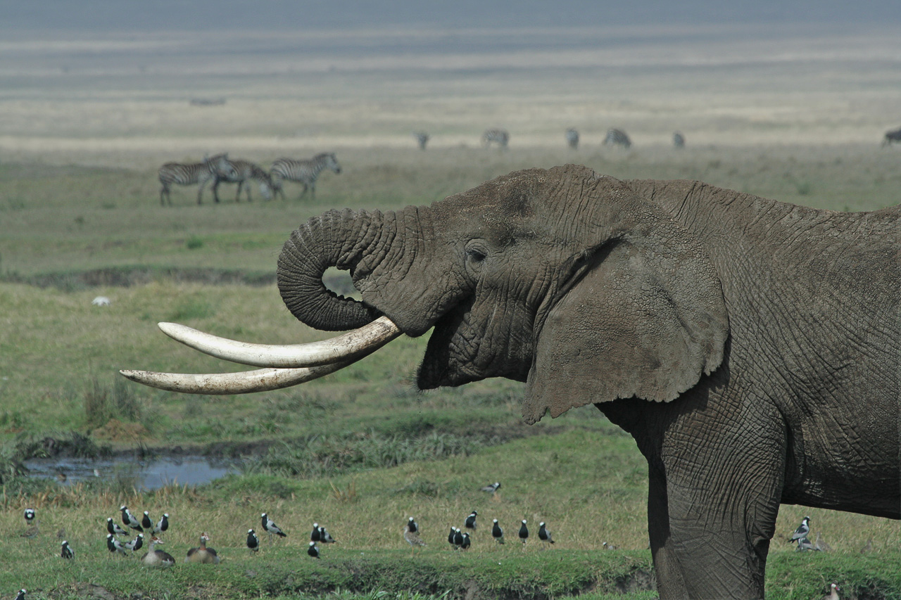Tusk Elephant
