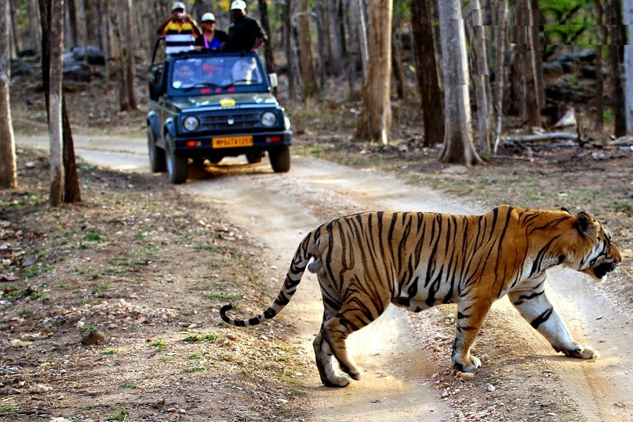 Proposed MP Pench Safari Fee Hike Sparks Concerns for Tourist Flow"