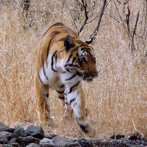 Exploring the Depths of India's Smallest Tiger Reserve: Bor Tiger Reserve