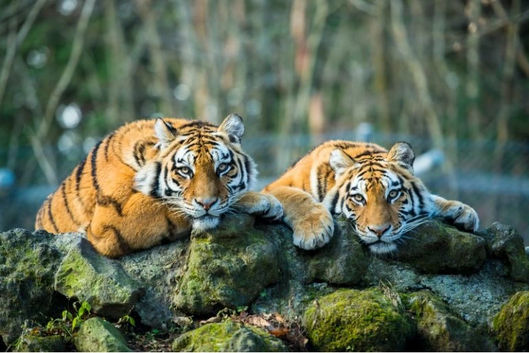 India Welcomes 54th Tiger Reserve