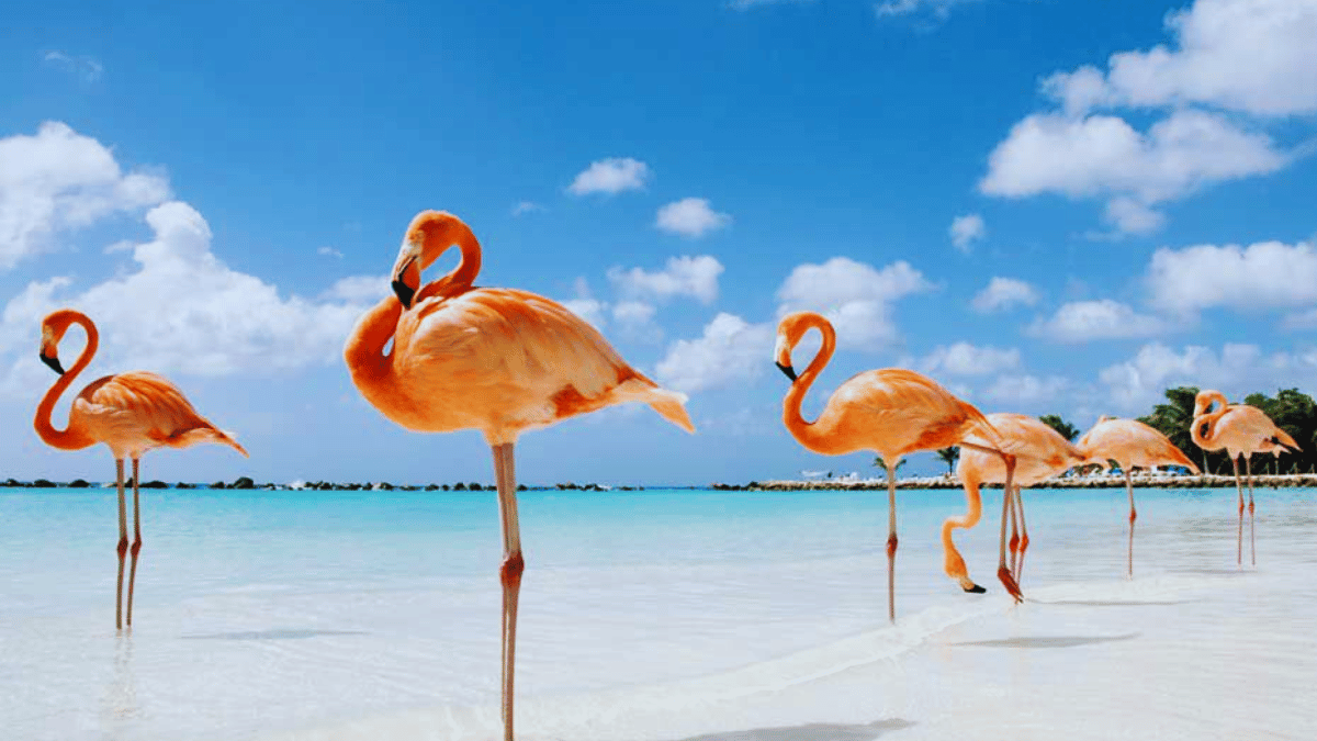 Aruba, Netherlands