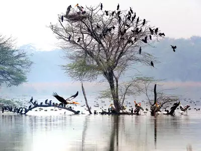 Sultanpur National Park: Haven for Birdwatchers in Haryana