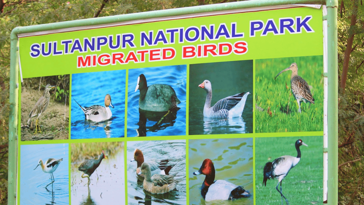 sultanpur national park