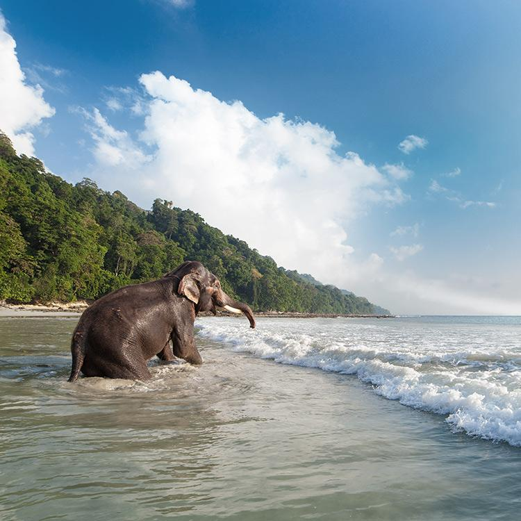 Unlocking the Charm of Andaman Islands in April: Your Ultimate Guide
