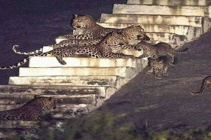 Bhavani Mata Mandir: India's Unique Temple Guarded by Leopards