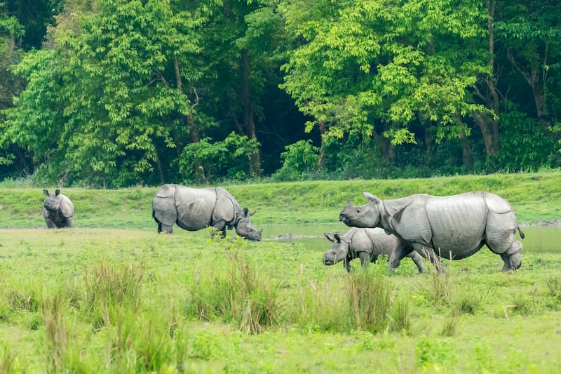 Kaziranga National Park: A Record-Breaking Year for Tourism and Revenue in 2023-24