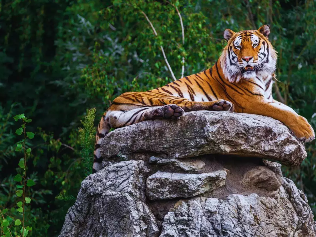 Sole Tigress Ambika Succumbs to Heat Stroke at Jodhpur’s Machiya Safari Park
