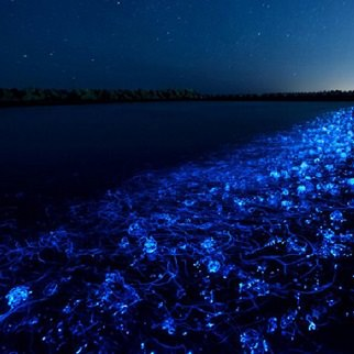 Beaches that Glow During the Night: Nature's Bioluminescent Wonders