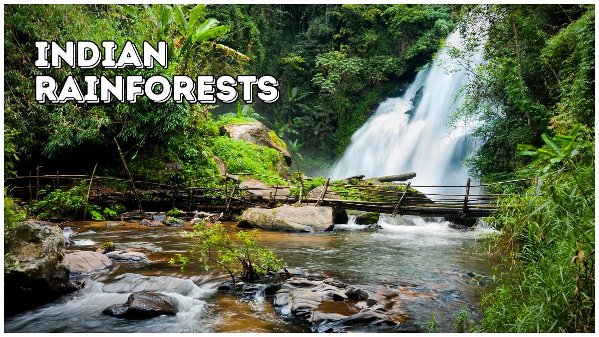 indian rainforests