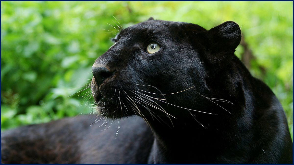 Black Panther