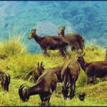 Eravikulam National Park