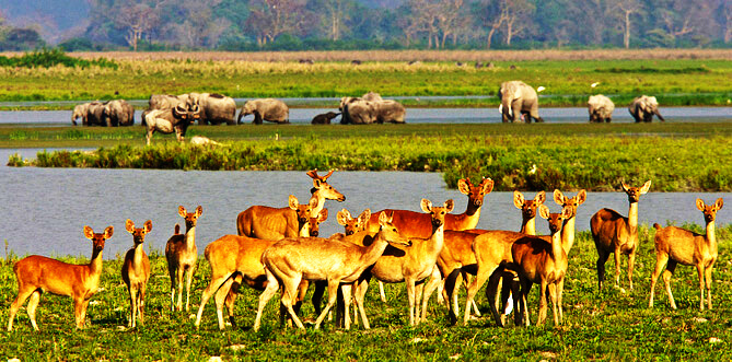 Kaziranga National Park to Welcome Tourists Again from October 1