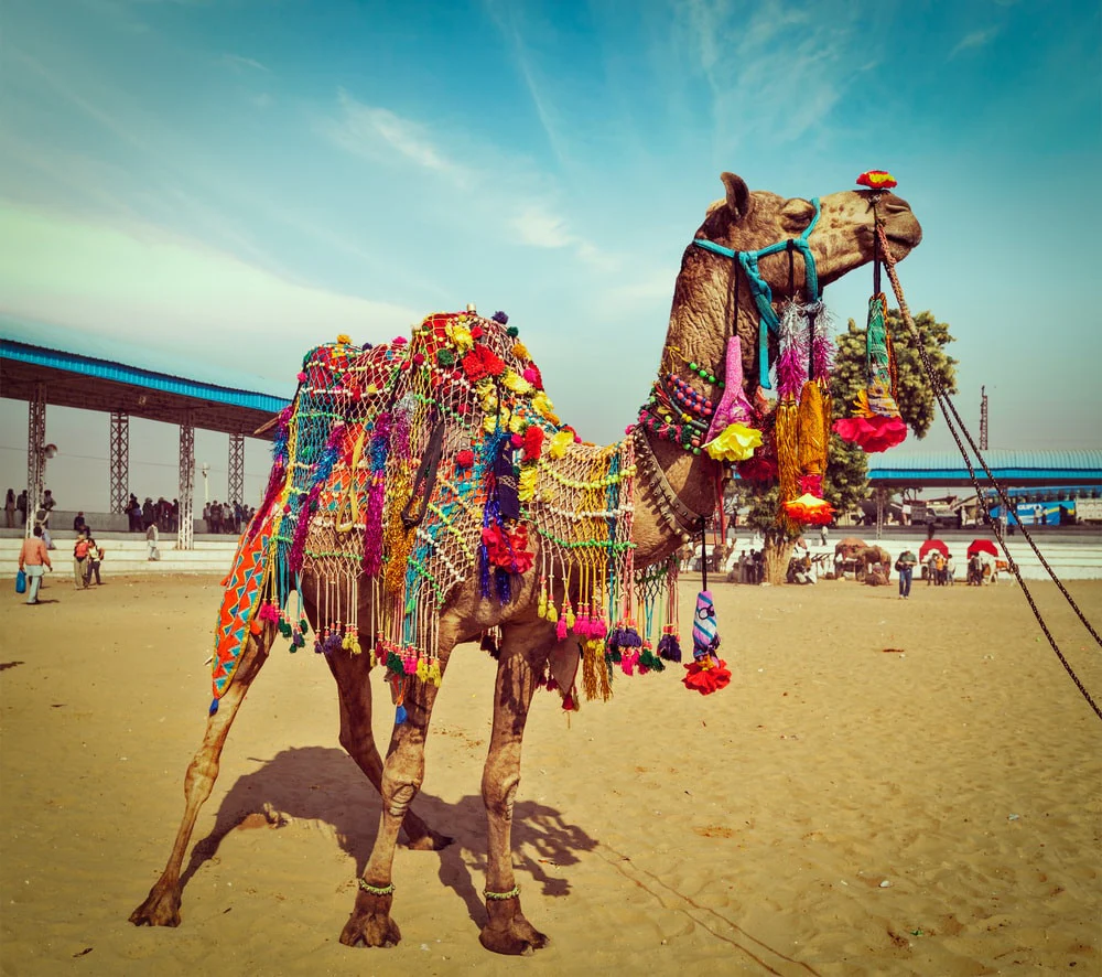 Discover the Magic of the Pushkar Camel Fair