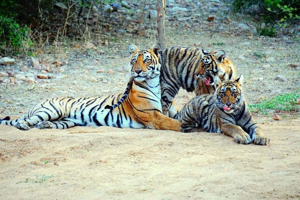 25 of 75 Tigers Missing from Ranthambore National Park