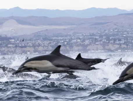 Rare Dolphin Stampede Stuns Viewers at Dana Point