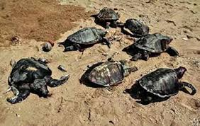 7 Lakh Olive Ridley Turtles Arrive on Odisha’s Shores