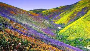Top 5 Flower Valleys to Visit in India- A Blooming Paradise Awaits!