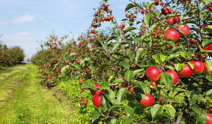 Exploring the Sweetness: A Travel Guide for Apple Lovers