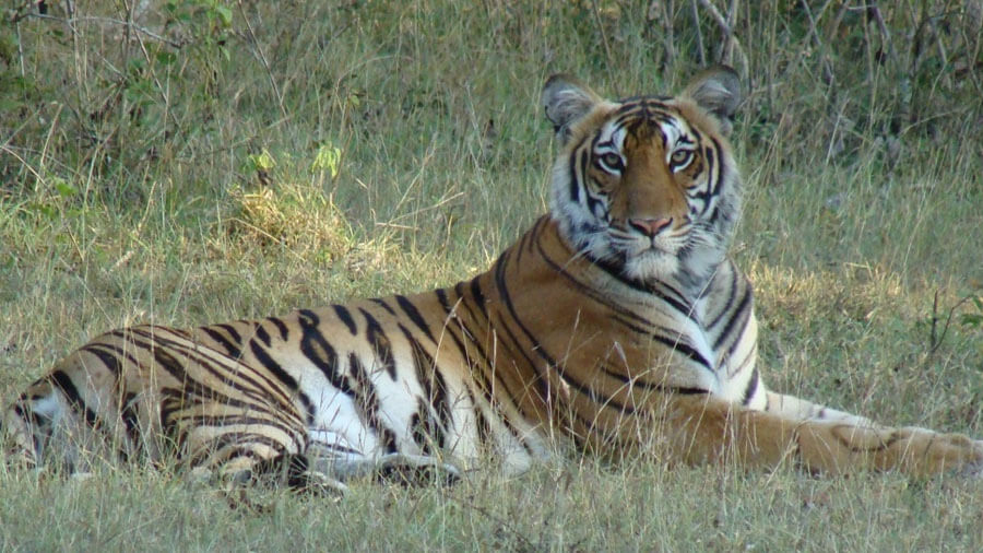 छत्तीसगढ़ बनेगा भारत का अगला बड़ा वाइल्डलाइफ टूरिज्म हब