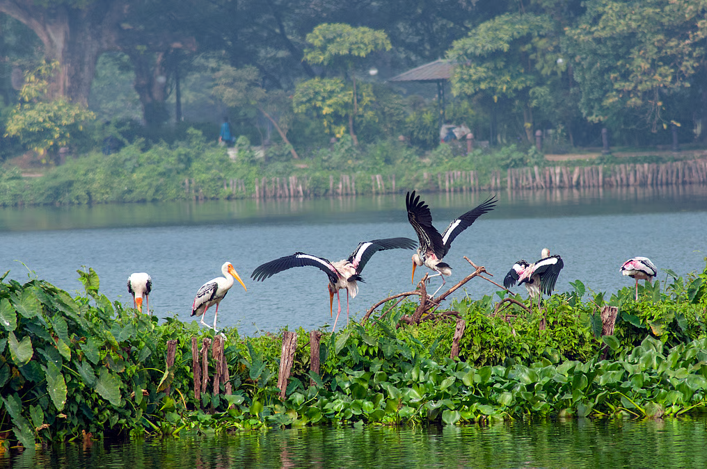 कोपरा जलाशय बनेगा अंतरराष्ट्रीय वेटलैंड हब