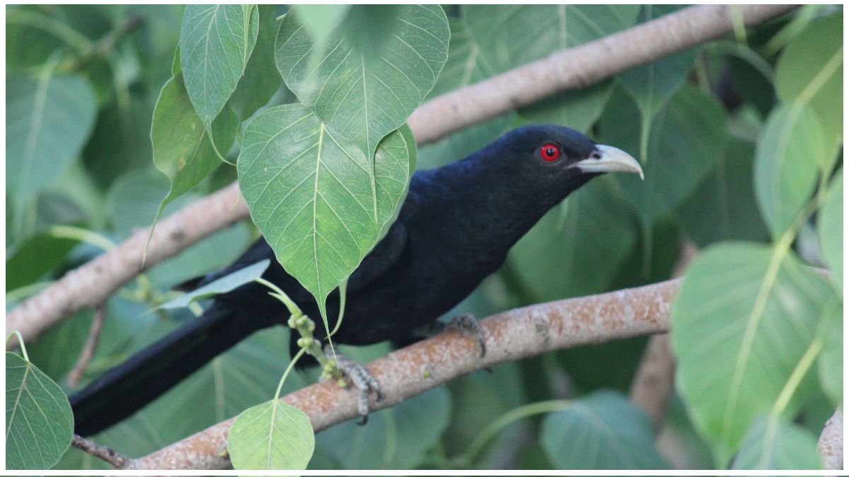 koel
