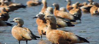 बारनवापारा बर्डिंग महाकुंभ : 200 से अधिक पक्षी प्रजातियों का रिकॉर्ड