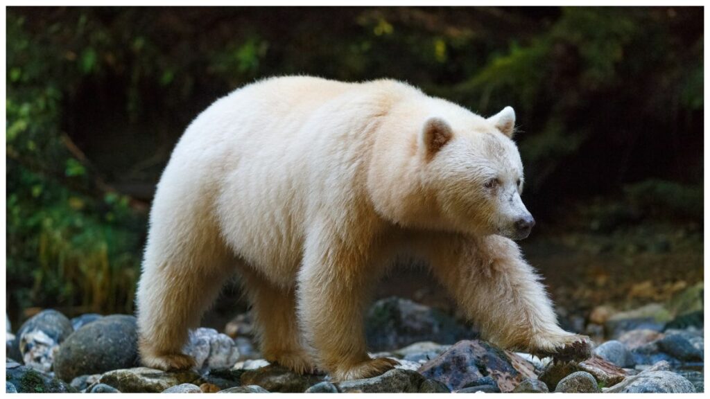 white bear