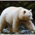 white bear