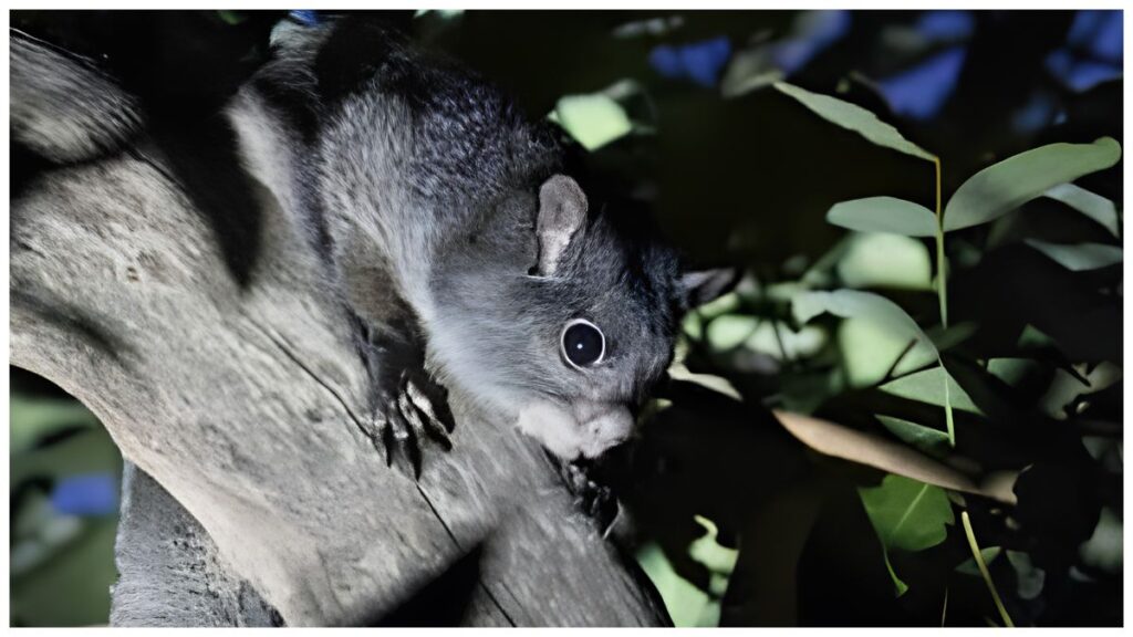 squirrel